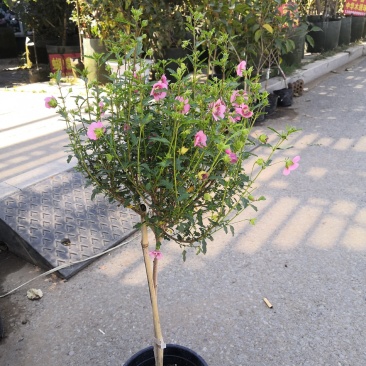 木槿花小木槿花独杆小木槿多年生木本花卉盆栽