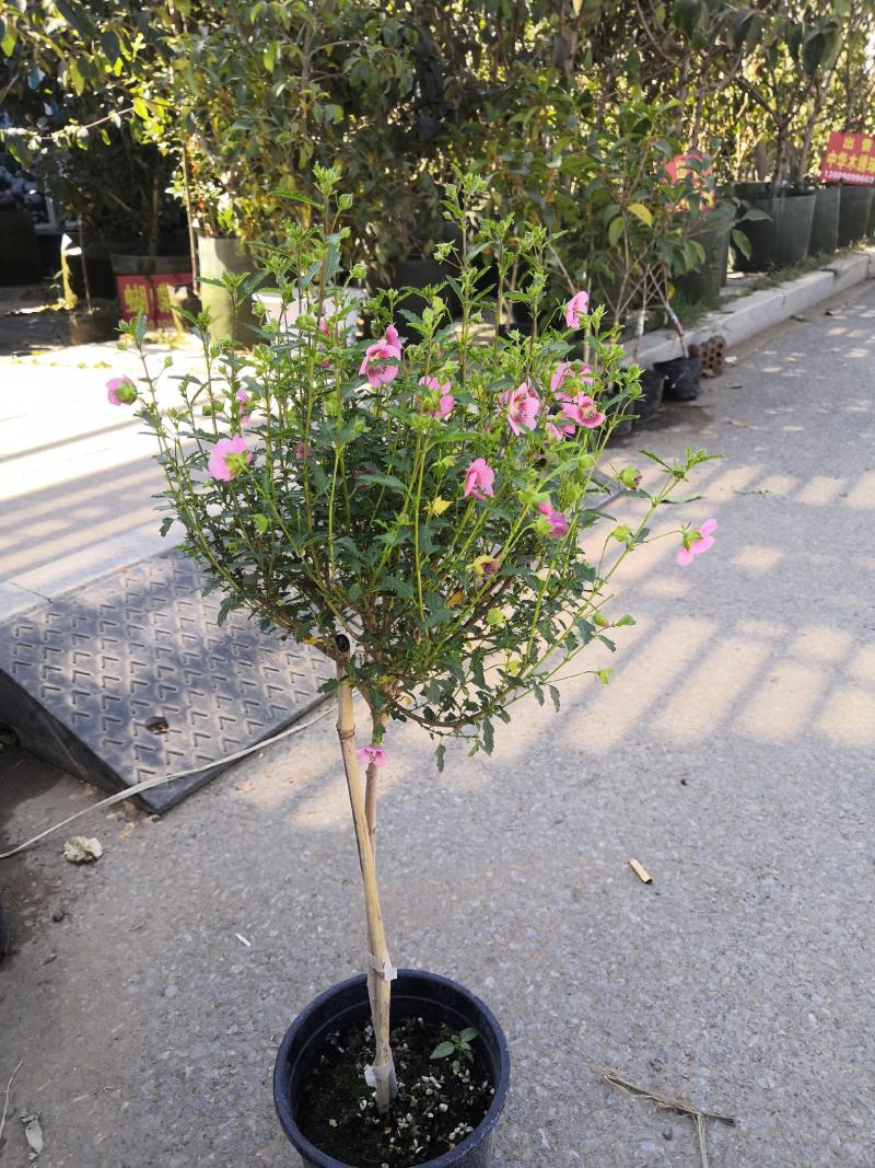 木槿花小木槿花独杆小木槿多年生木本花卉盆栽
