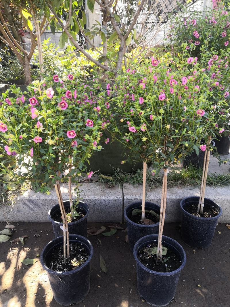 木槿花小木槿花独杆小木槿多年生木本花卉盆栽