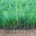 绿化苗木日本黑松小苗庭院黑松苗黑松树苗四季常青盆景植物