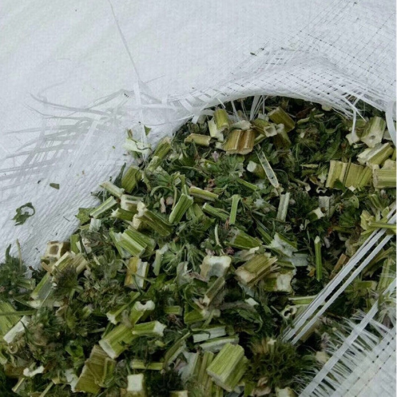 益母草泡脚益母草颜色青益母草坤草实心益母草