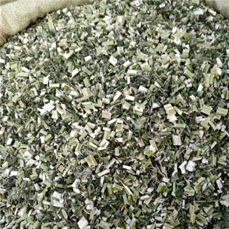 益母草泡脚益母草颜色青益母草坤草实心益母草