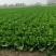 夏邑大白菜大量供应中商超对接价格实惠走过路过别错过