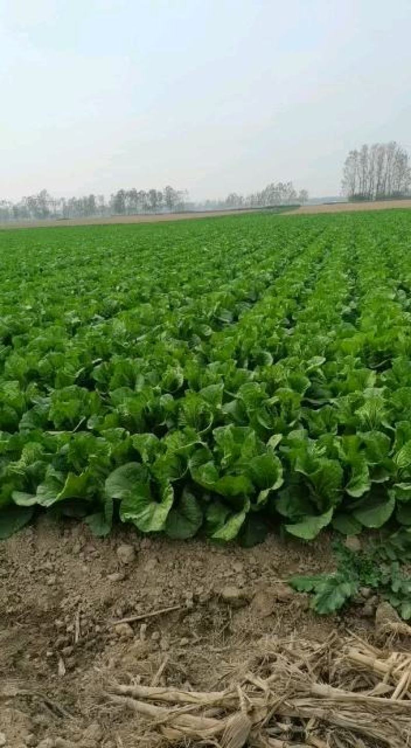 夏邑大白菜大量供应中商超对接价格实惠走过路过别错过