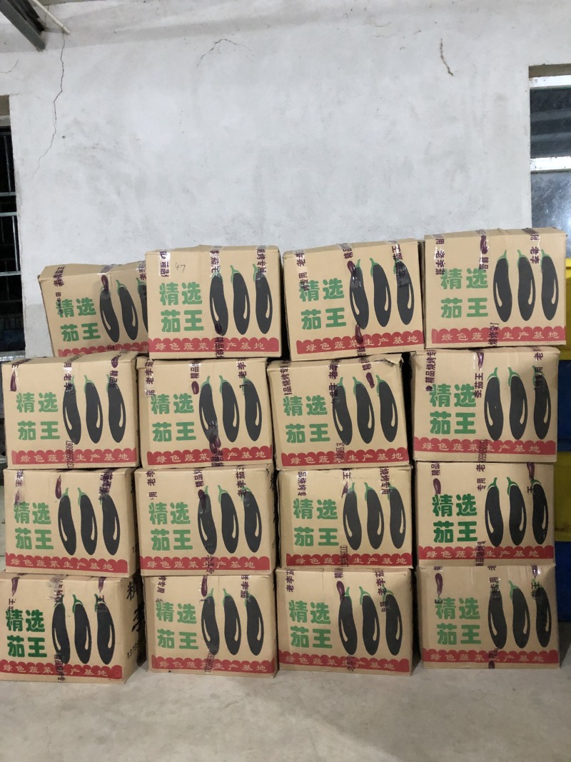 精品765二茄，新鲜现货。单个20公分以上高品质