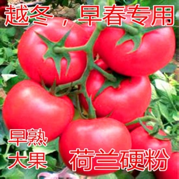荷兰硬粉越冬早春品种大果西红柿种子