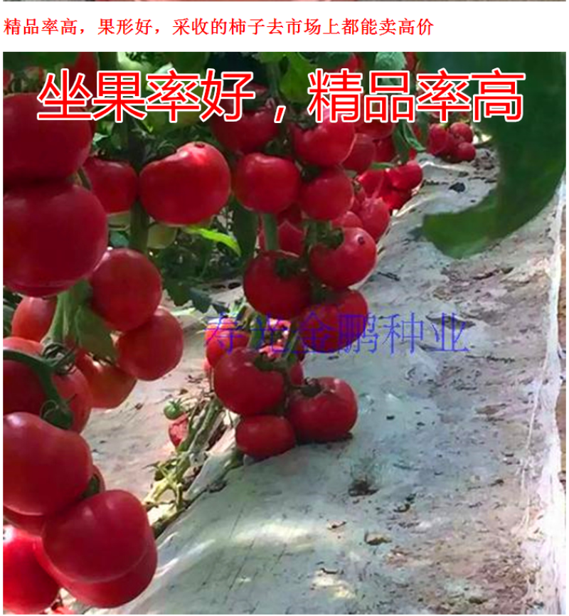 荷兰硬粉越冬早春品种大果西红柿种子
