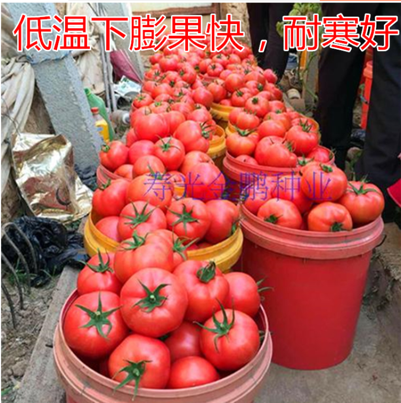 荷兰硬粉越冬早春品种大果西红柿种子