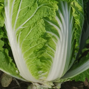 夏邑大白菜大量供应中商超对接价格实惠走过路过别错过
