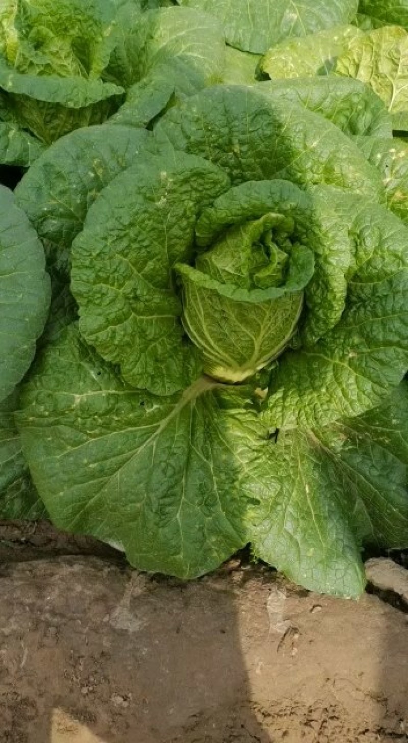 黄心白菜大量上市批发供应电话联系产地批发欢迎咨询