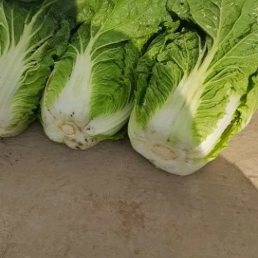 黄心白菜大量上市批发供应电话联系产地批发欢迎咨询