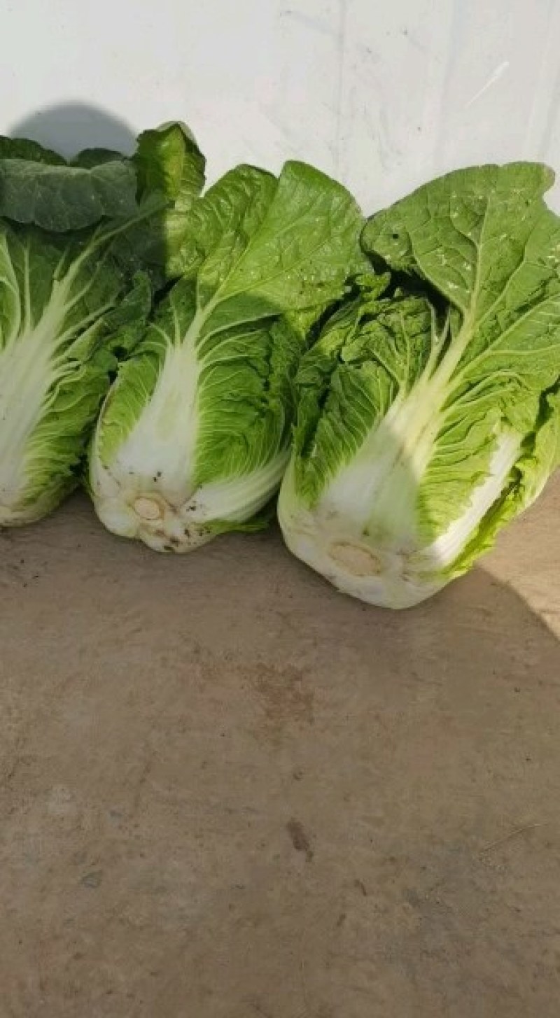 黄心白菜大量上市批发供应电话联系产地批发欢迎咨询