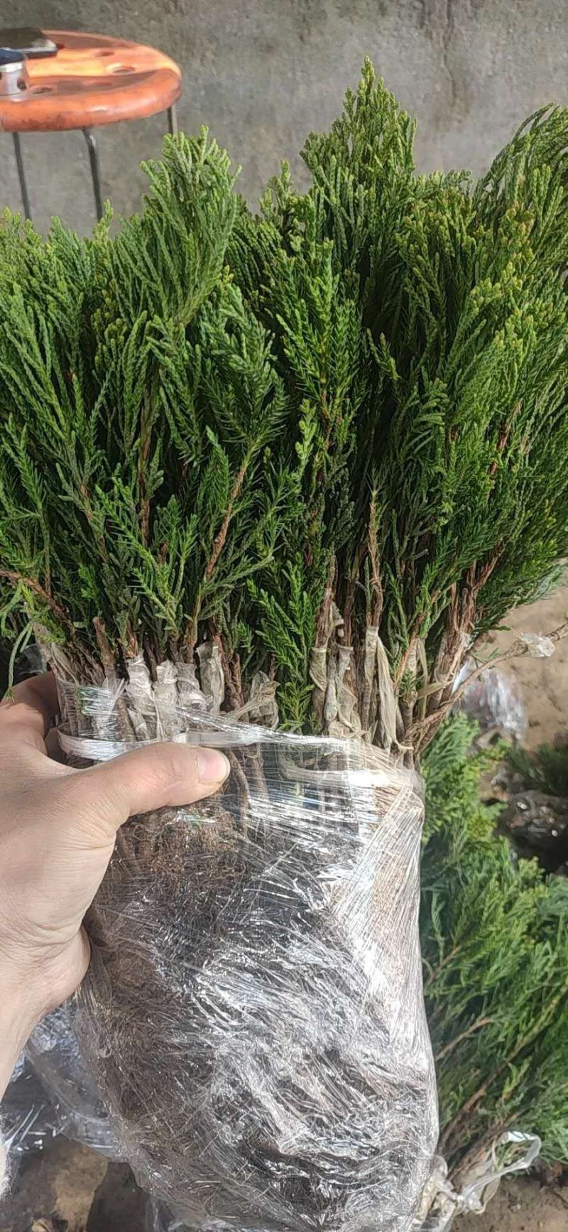 绿化苗木龙柏小苗小龙柏龙柏球四季常青龙柏树苗龙柏盆