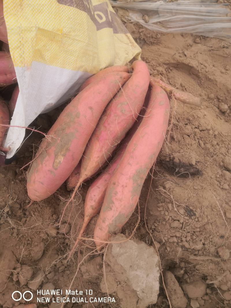 【节日特惠】糖化大果烟薯25红薯糖份高流糖无丝软糯香甜