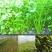 手推蔬菜播种机小型多功能播种器白菜青菜香菜菠菜葱精播机