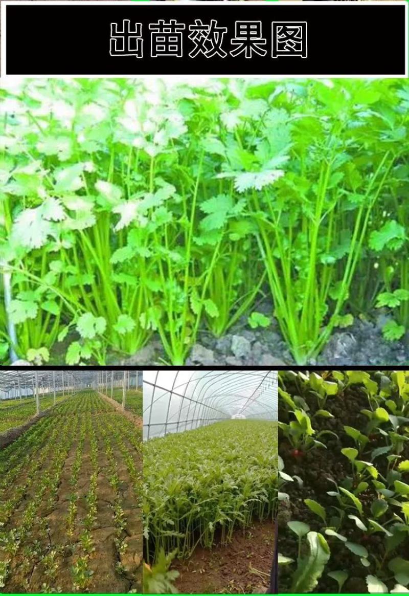 手推蔬菜播种机小型多功能播种器白菜青菜香菜菠菜葱精播机