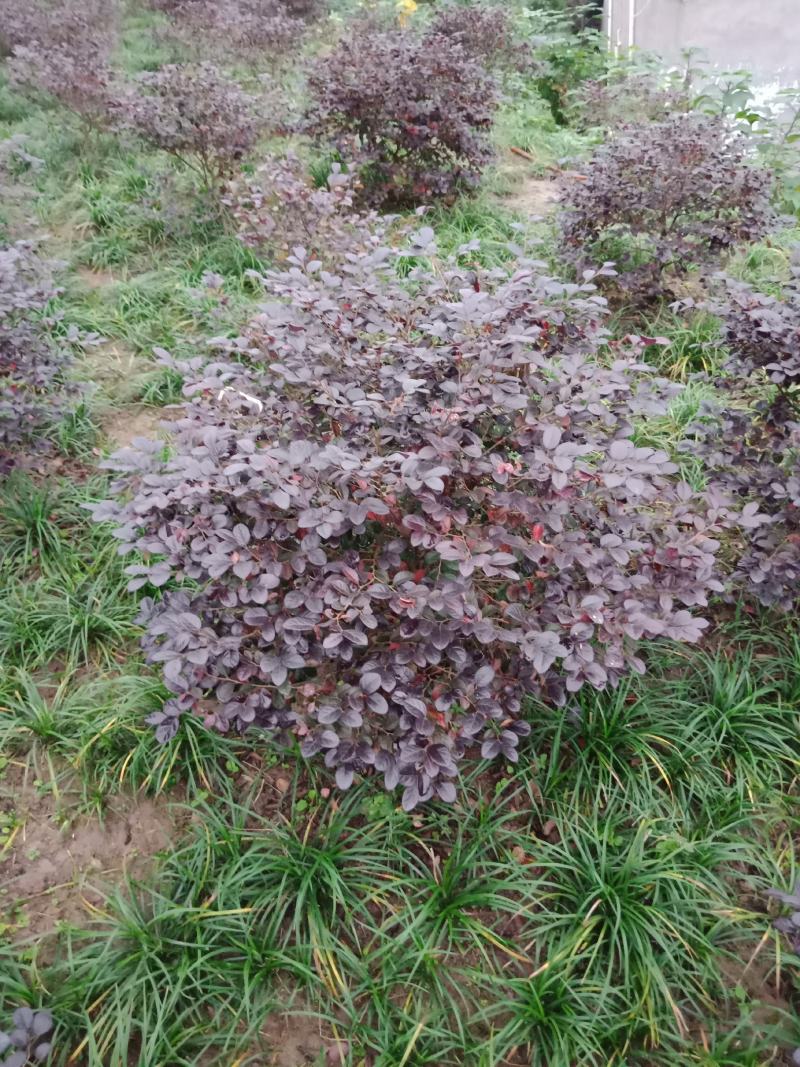 绿化工程用苗，红花继木球