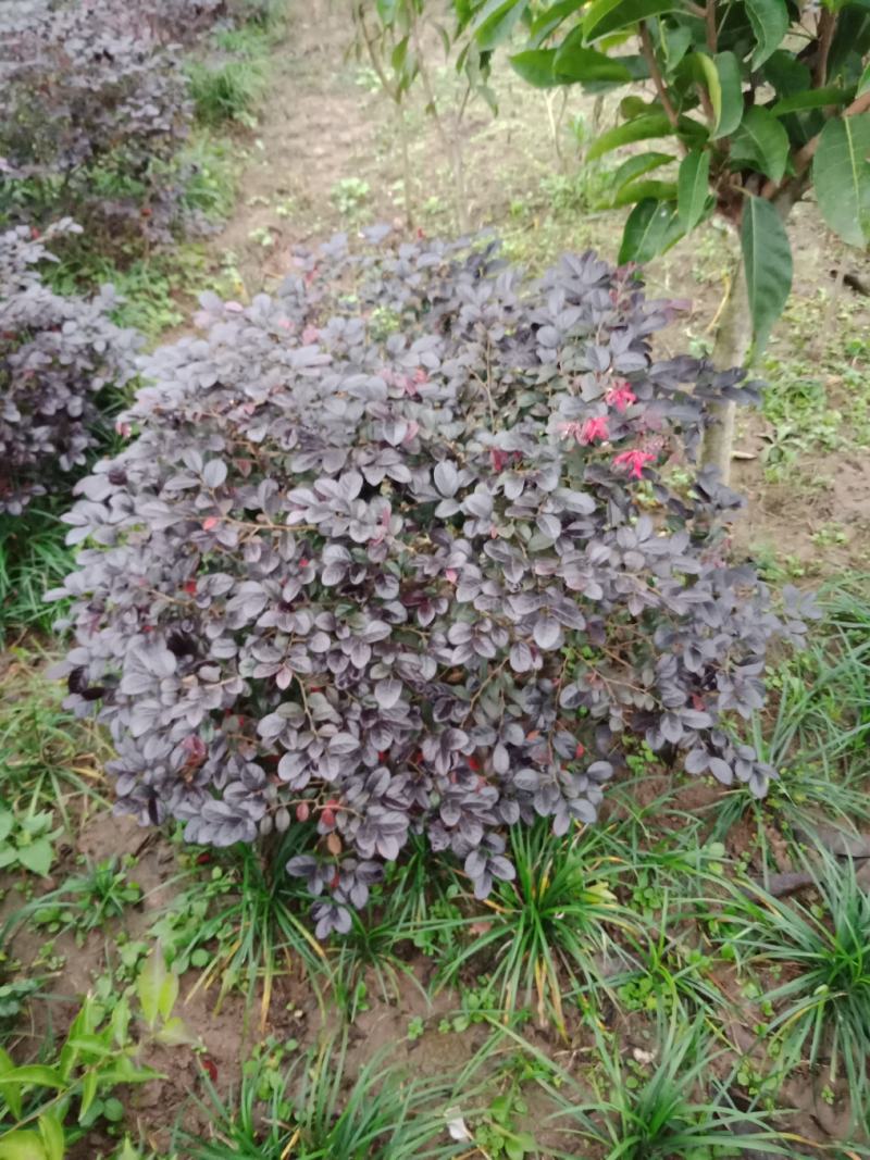 绿化工程用苗，红花继木球