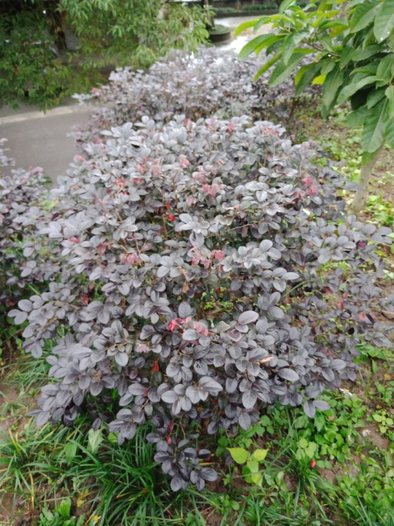 绿化工程用苗，红花继木球