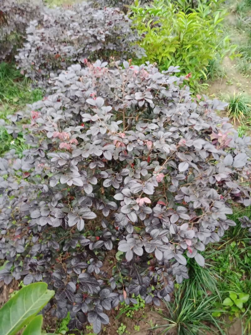 绿化工程用苗，红花继木球