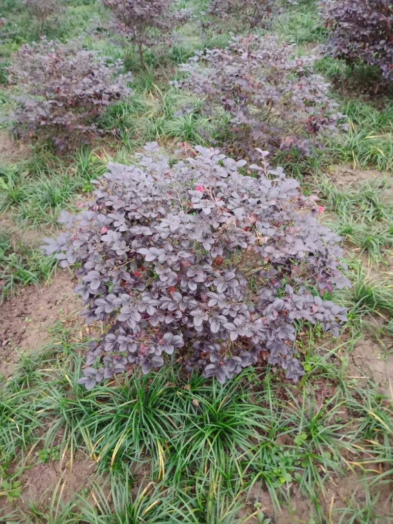 绿化工程用苗，红花继木球