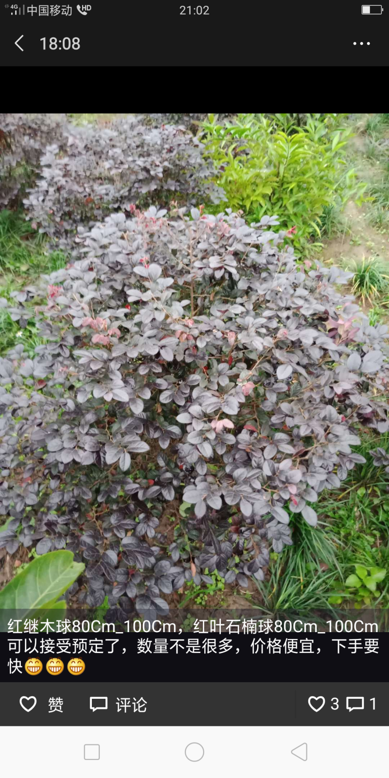 绿化工程用苗，红花继木球