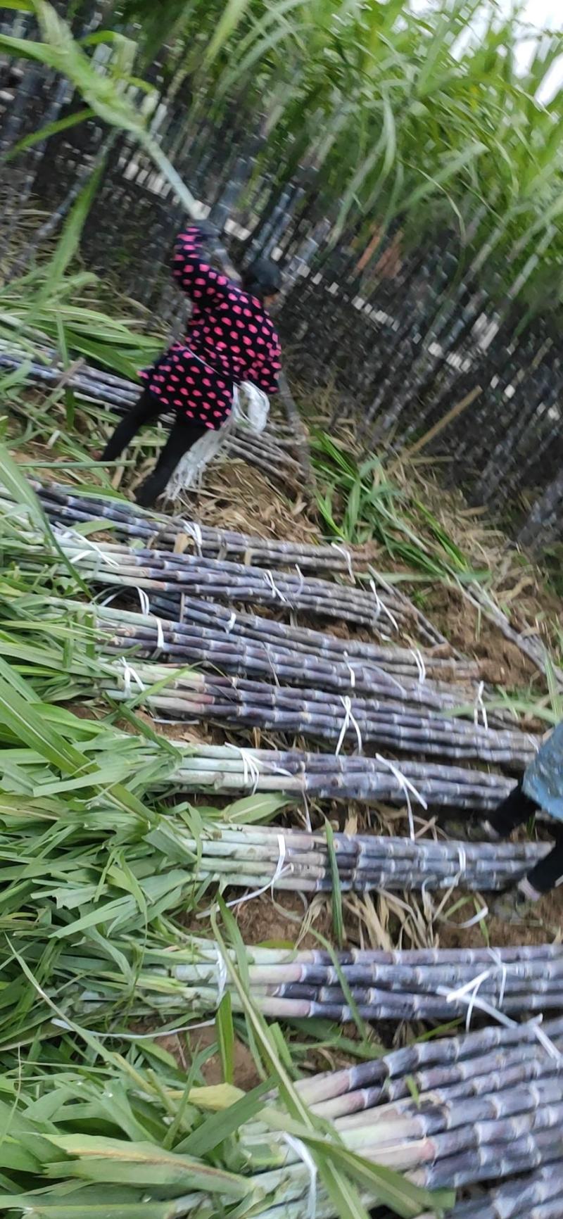 湖北黑皮甘蔗，黑皮商品果蔗自产直销代办装车
