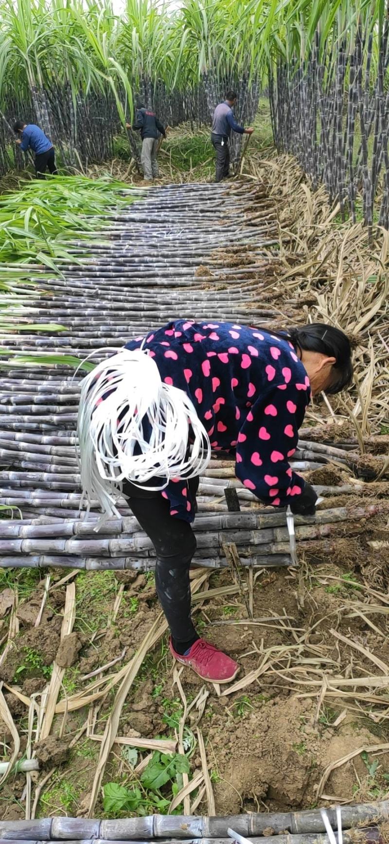 湖北黑皮甘蔗，黑皮商品果蔗自产直销代办装车
