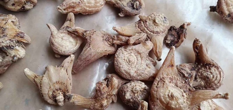 白芨批发量大从优精品之选一手货源保障