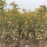 苗圃现挖秋月梨树苗山农酥梨苗1年苗2年苗规格全