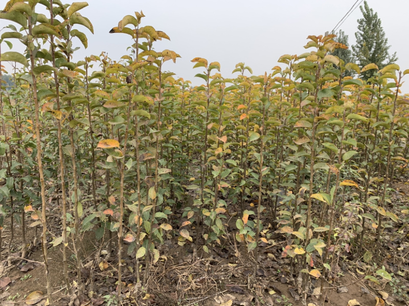 苗圃现挖秋月梨树苗山农酥梨苗1年苗2年苗规格全