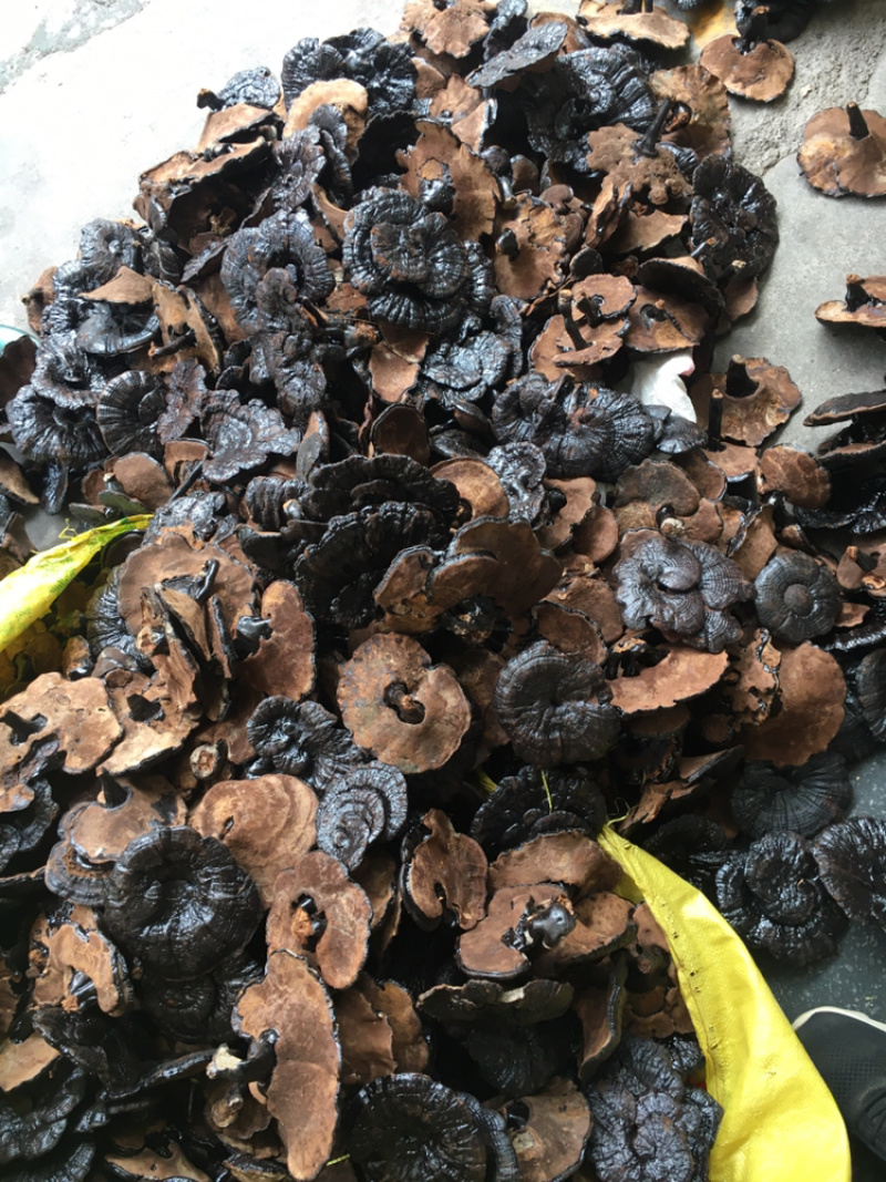 幸润堂黑灵芝(各规格有货)