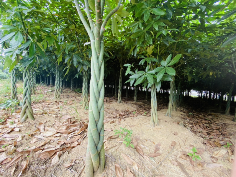 发财树大量出售，规格品相都能达到你的满意，需要滴