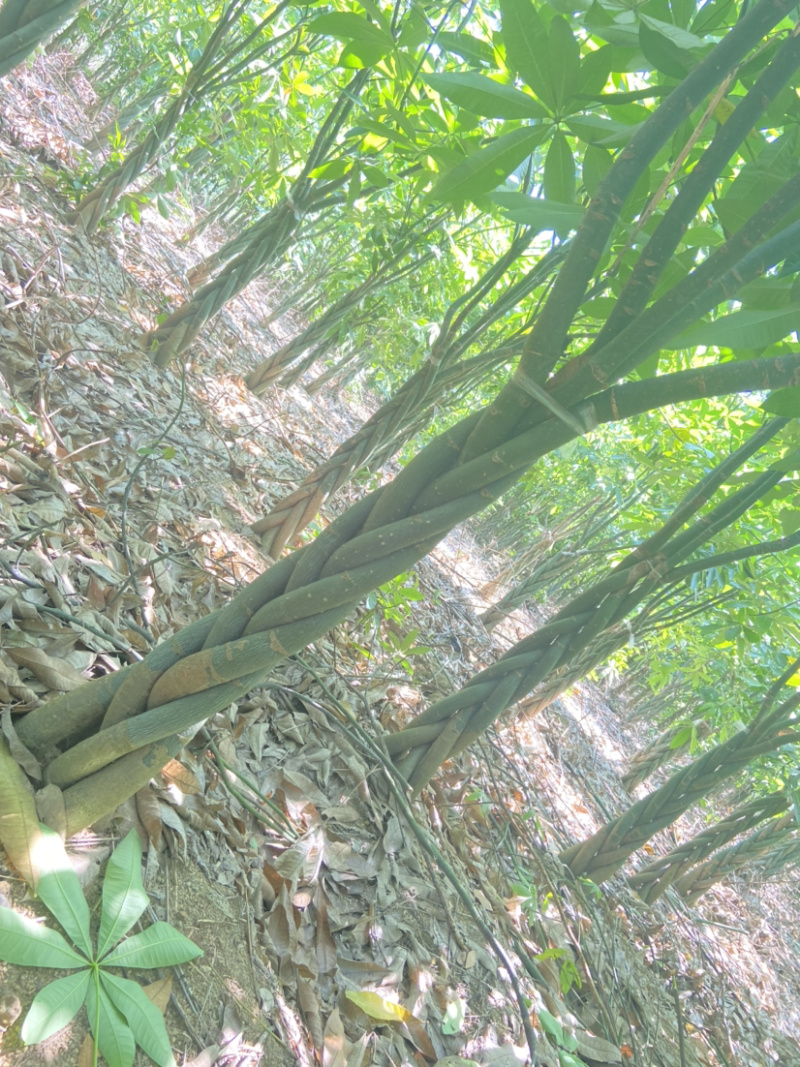 发财树大量出售，规格品相都能达到你的满意，需要滴