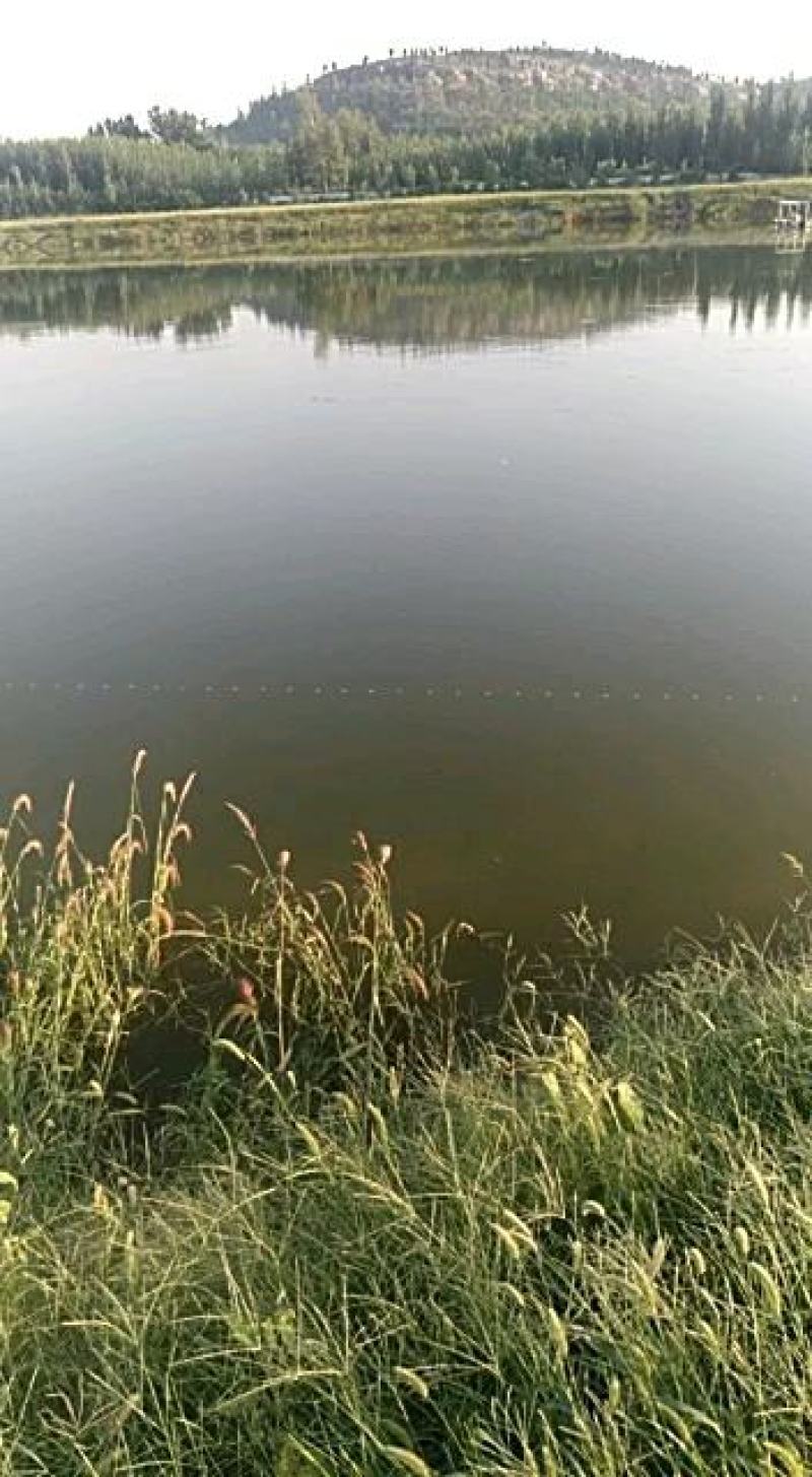 朱赵鑫河水产。河道鲫鱼！水质清澈！寻求水产养殖合作伙伴！
