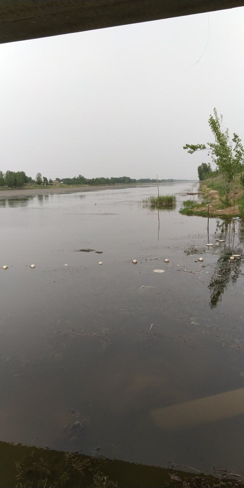 朱赵鑫河水产。河道鲫鱼！水质清澈！寻求水产养殖合作伙伴！