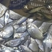朱赵鑫河水产。河道鲫鱼！水质清澈！寻求水产养殖合作伙伴！