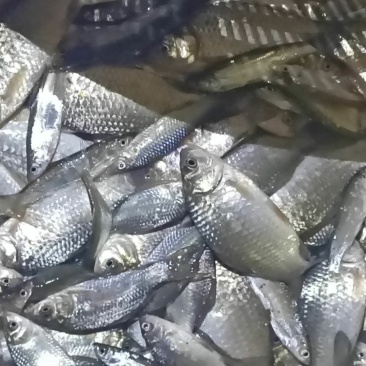 朱赵鑫河水产。河道鲫鱼！水质清澈！寻求水产养殖合作伙伴！