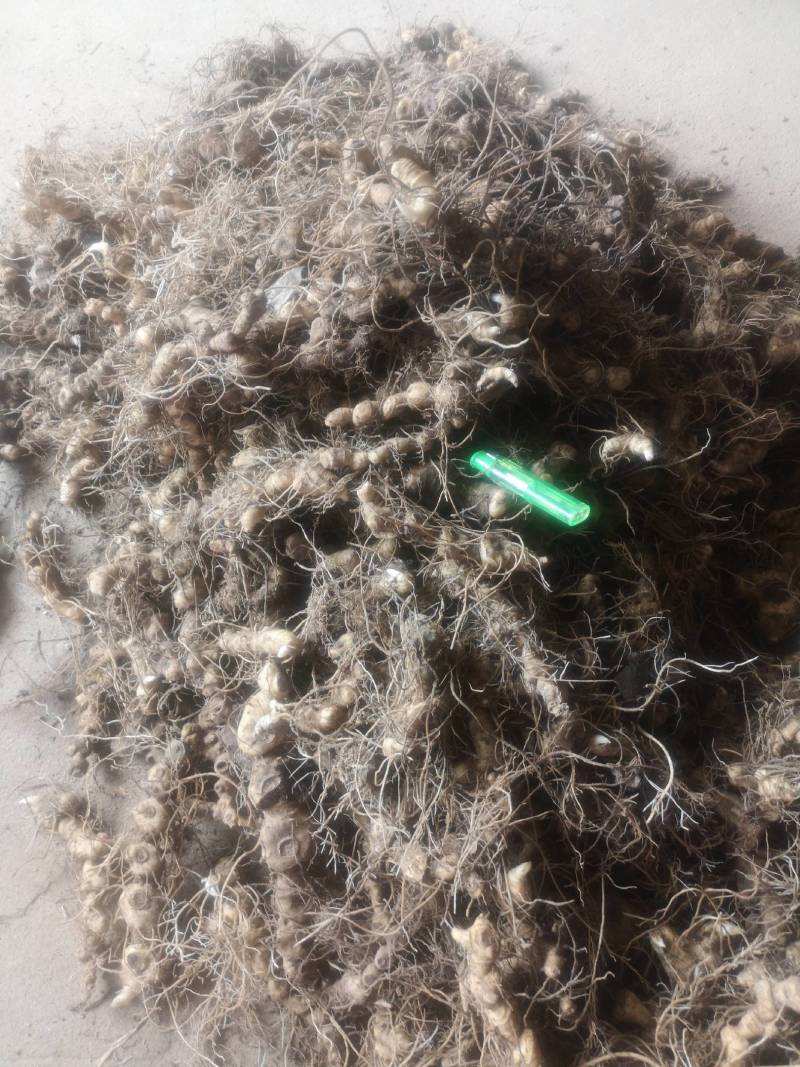 长期供应小黄精种茎