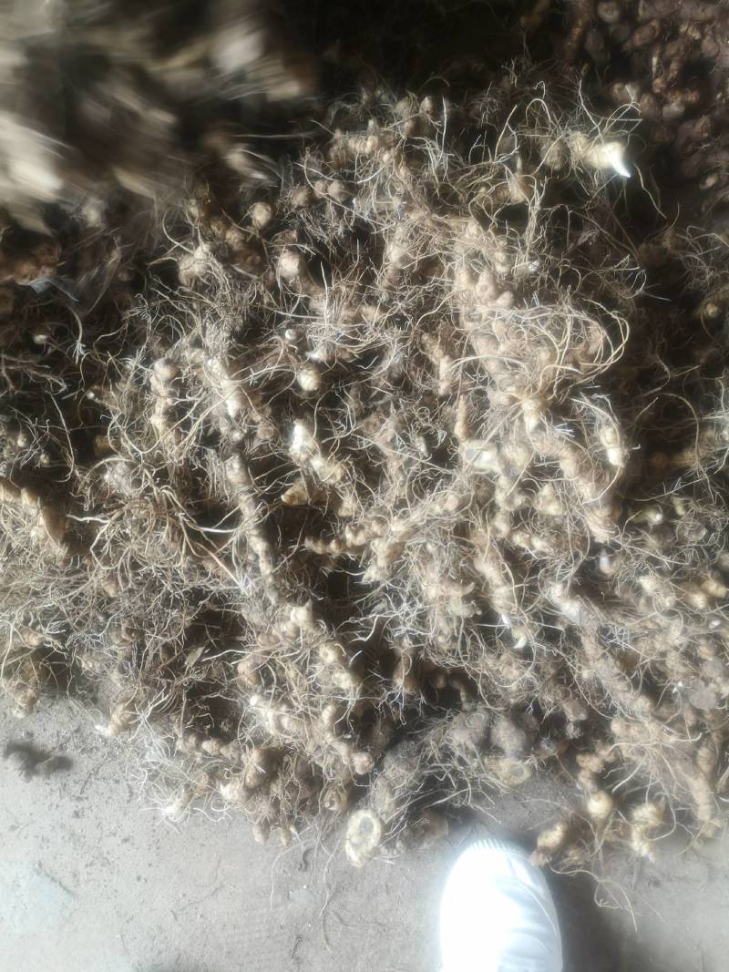 长期供应小黄精种茎
