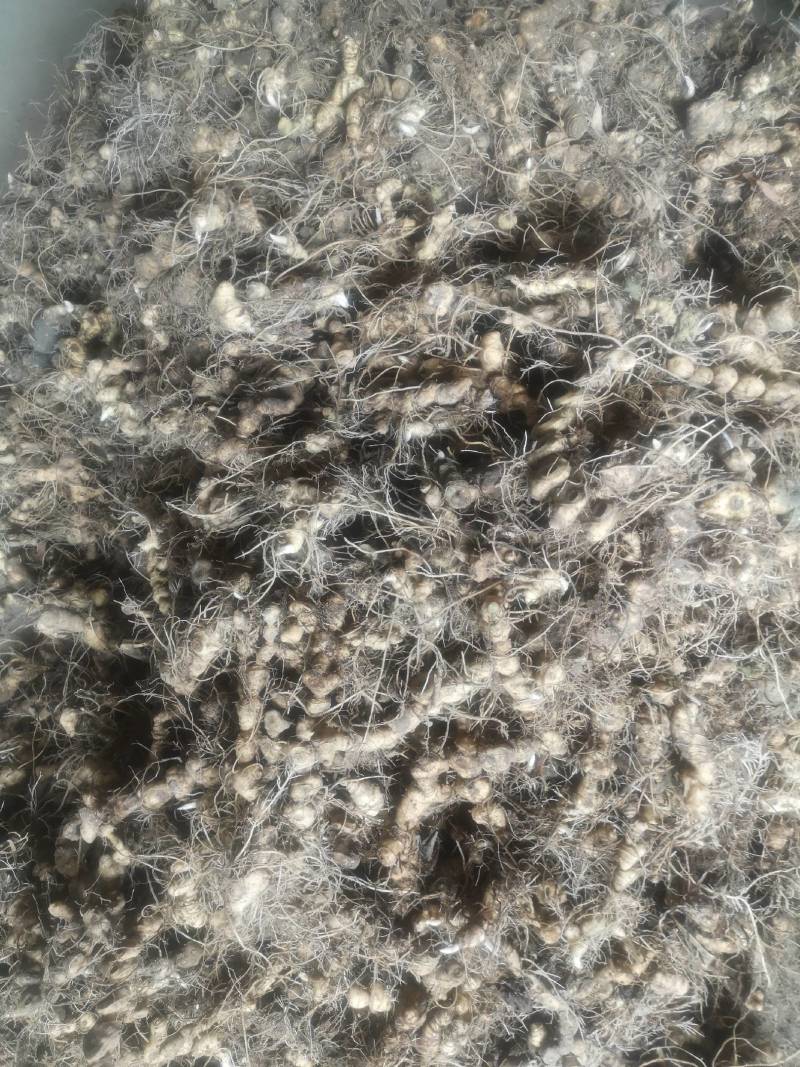 长期供应小黄精种茎