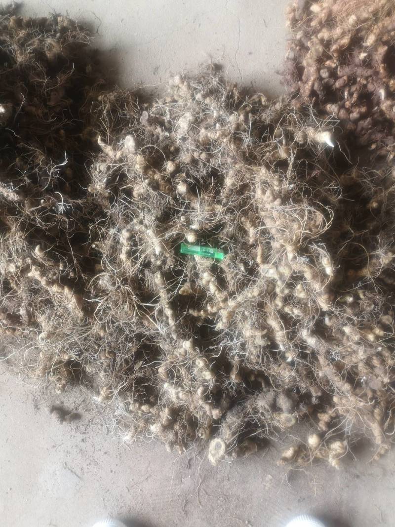 长期供应小黄精种茎