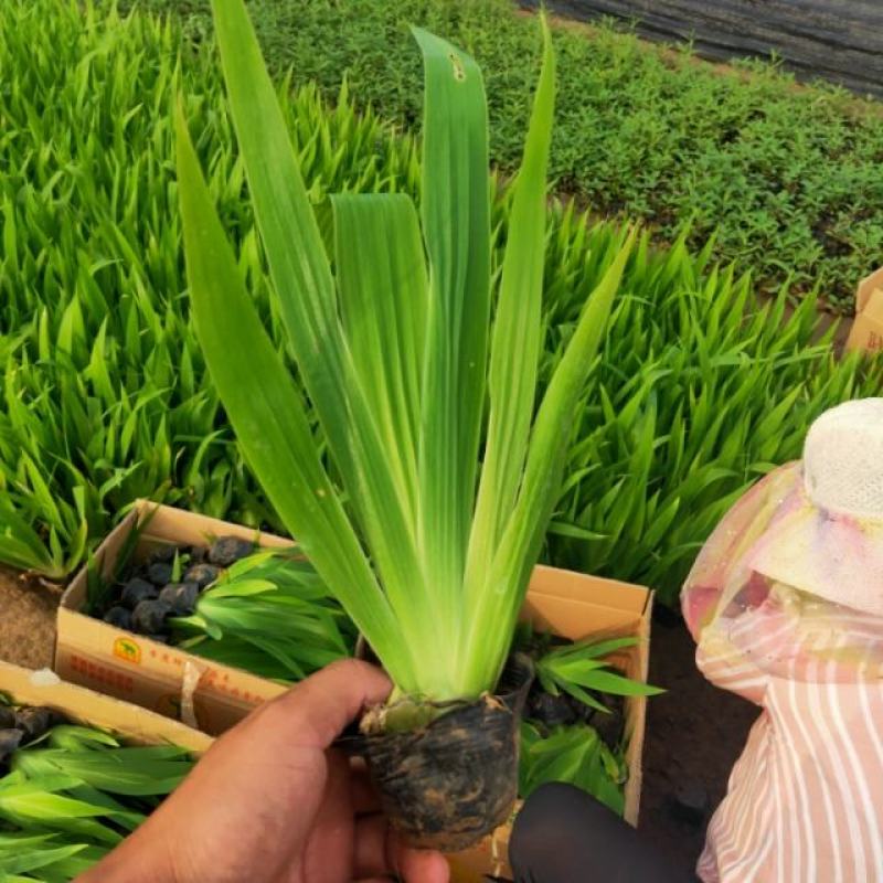 鸢尾，蓝花鸢尾，上盆鸢尾，鸢尾杯苗，兰花鸢尾，老鸢尾
