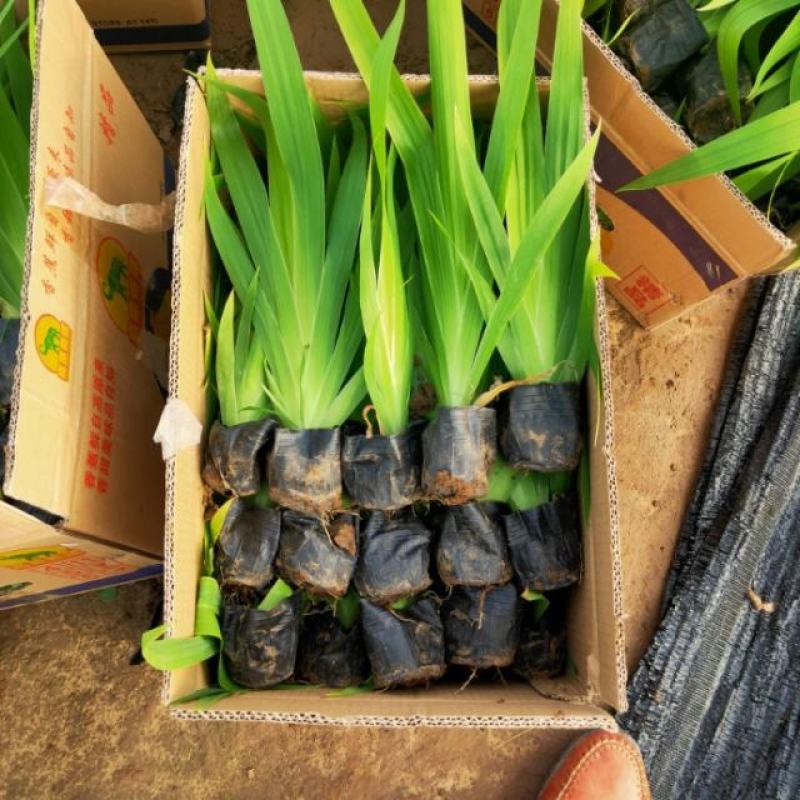 鸢尾，蓝花鸢尾，上盆鸢尾，鸢尾杯苗，兰花鸢尾，老鸢尾