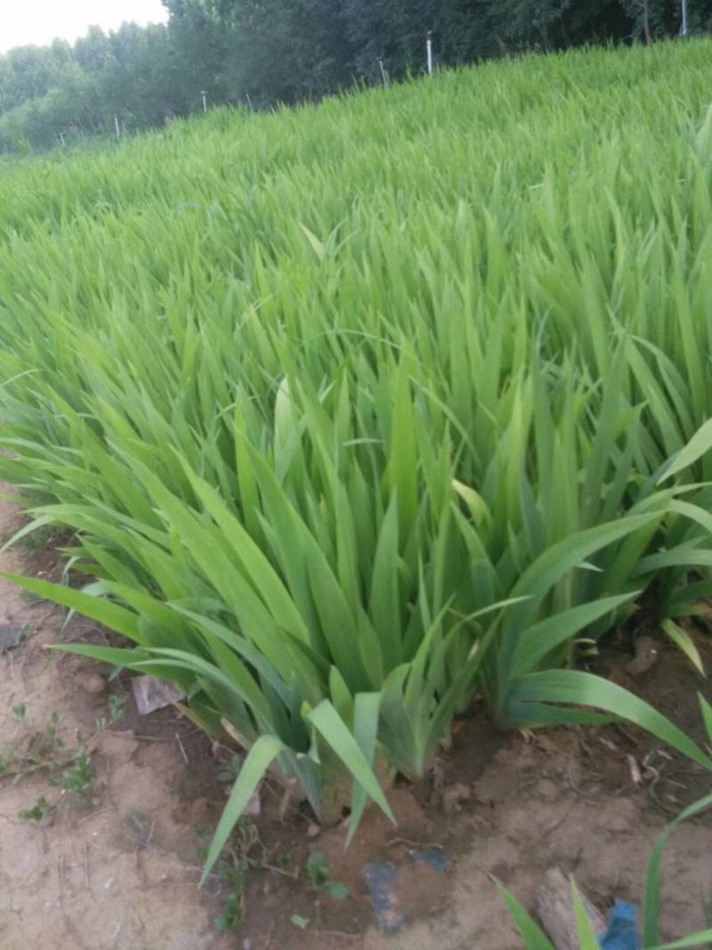 鸢尾，蓝花鸢尾，上盆鸢尾，鸢尾杯苗，兰花鸢尾，老鸢尾