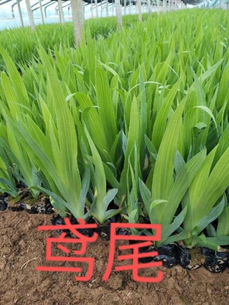 鸢尾，蓝花鸢尾，上盆鸢尾，鸢尾杯苗，兰花鸢尾，老鸢尾