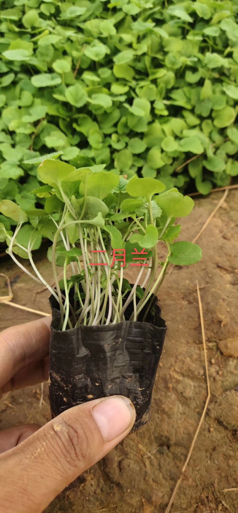 白三叶，三叶草，三叶草杯苗，上盆三叶草，白花三叶草