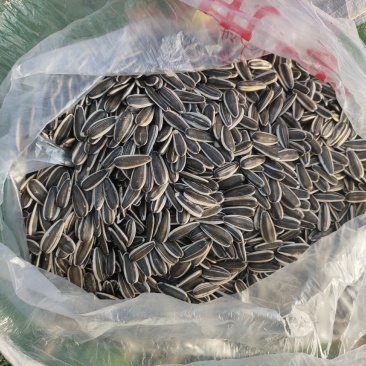 坝上葵花黑皮316