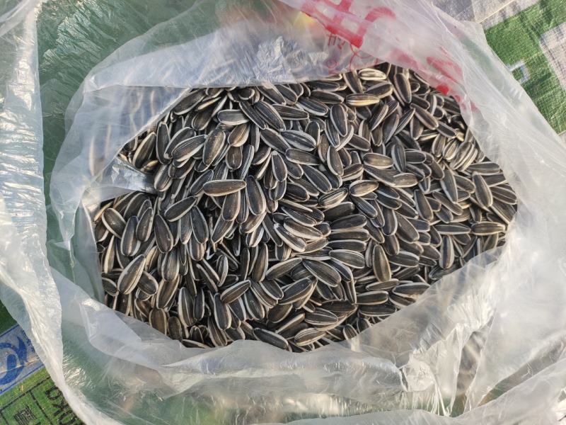 坝上葵花黑皮316