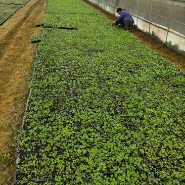 防野岩黄莲种子种苗成活率高，产量高，提供种植技术